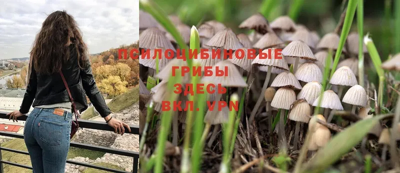 купить наркоту  Лосино-Петровский  MEGA как войти  Псилоцибиновые грибы MAGIC MUSHROOMS 